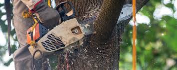 Best Tree Health Inspection  in Lakeland North, WA