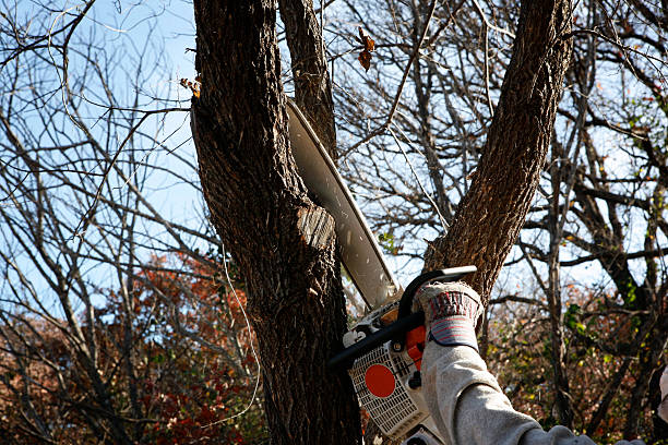 Best Tree Removal  in Lakeland North, WA