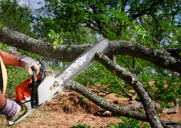 Best Root Management and Removal  in Lakeland North, WA